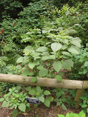 File:Gardenology.org-IMG 1441 bbg09.jpg