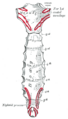 Sternohyoid muscle