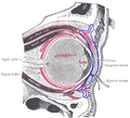 Thumbnail for version as of 13:40, 23 May 2026