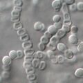 Thumbnail for version as of 22:29, 8 June 2026