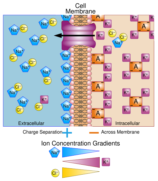 File:Basis of Membrane Potential2-en.svg