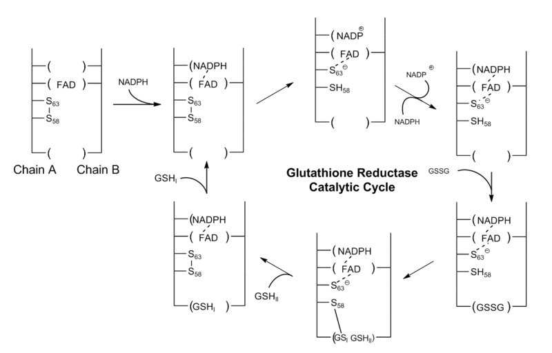 File:GSR Catalytic Cycle.PNG