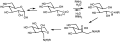 Glycation via Amadori Rearrangement