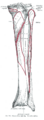 Gray's Anatomy illustration of the posterior view of the thigh