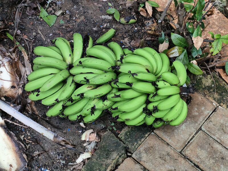 File:Green raw bananas.jpg