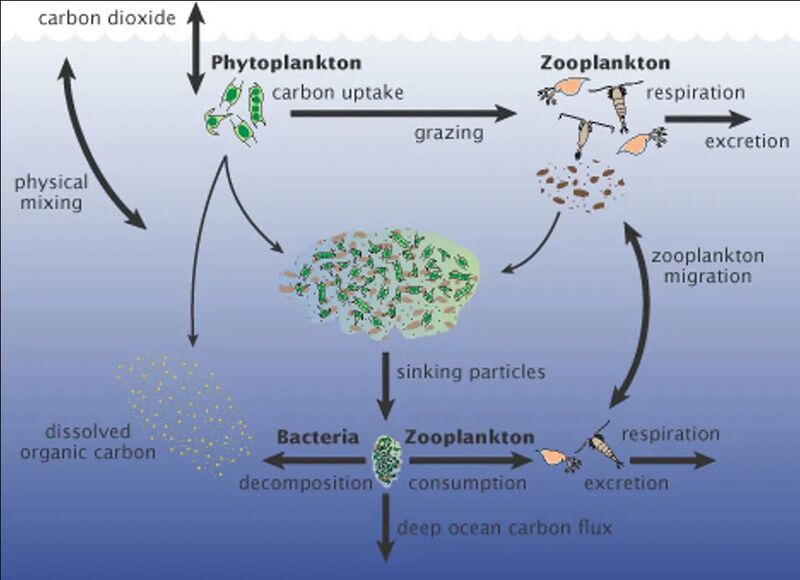 File:Marine carbon cycle.jpg