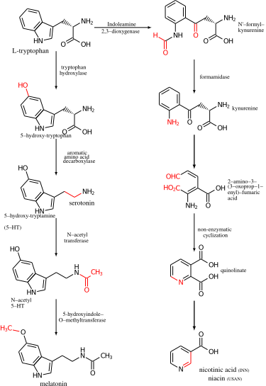 File:Tryptophan metabolism.svg