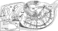 Cajal's drawing of the hippocampus