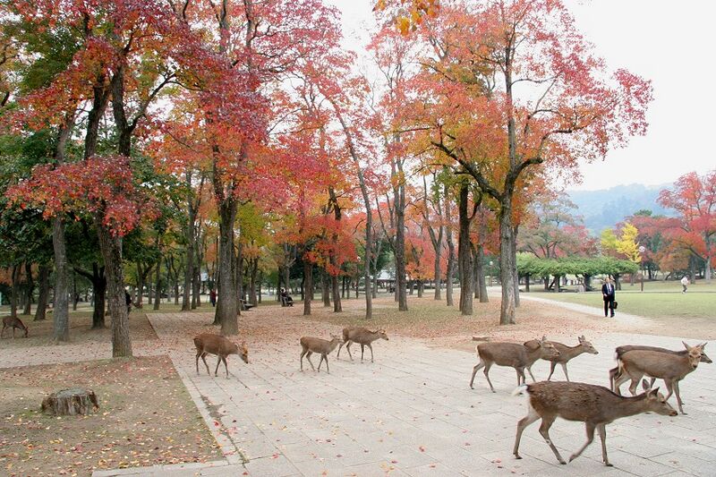 File:DeerNaraJapan.jpg