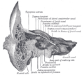 Facial canal