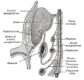 Gray's Anatomy illustration of the mesentery and surrounding structures