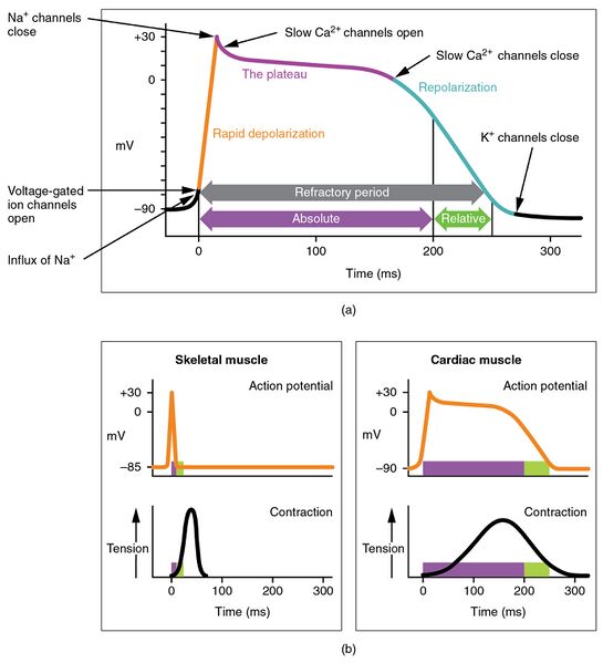 File:2026 Action Potential Heart Contraction.jpg