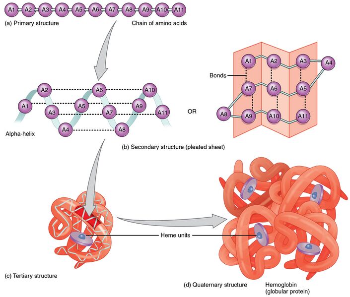 File:225 Peptide Bond-01.jpg