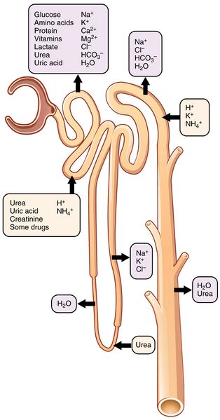 File:2618 Nephron Secretion Reabsorption.jpg