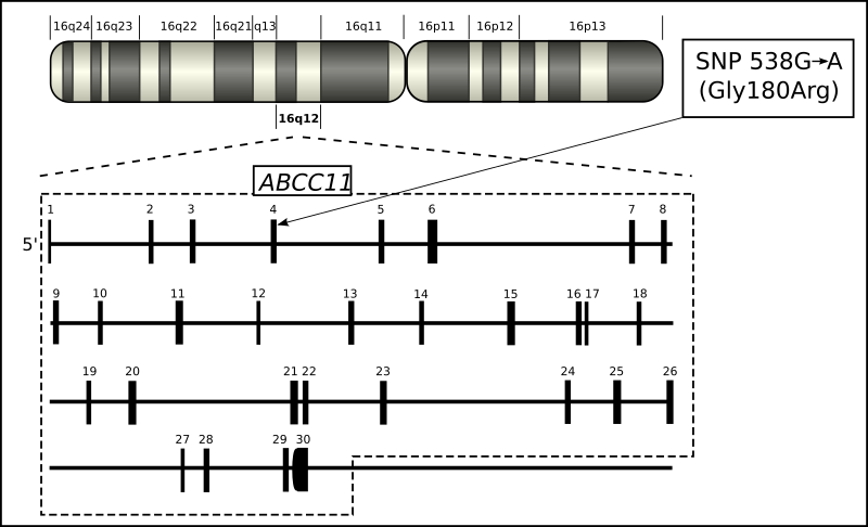 File:ABCC11 genmap 01.svg