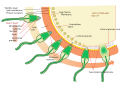 Thumbnail for version as of 22:13, 18 May 2026