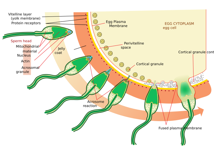 File:Acrosome reaction diagram.svg