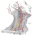 The fascia and middle thyroid veins.