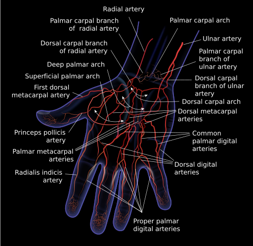 File:Hand arteries.svg