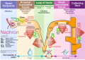 Kidney nephron molar transport diagram