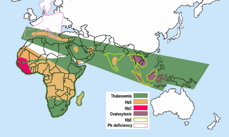 File:Red Blood Cell abnormalities.png