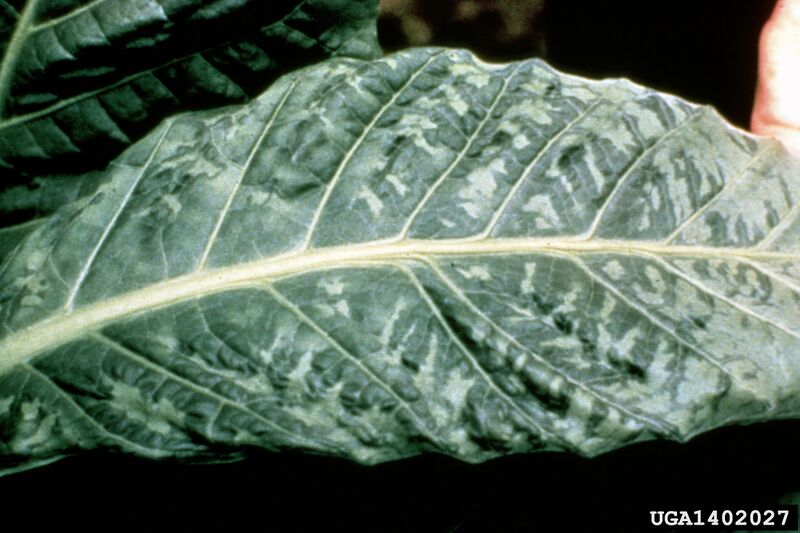File:Tobacco mosaic virus symptoms tobacco.jpg