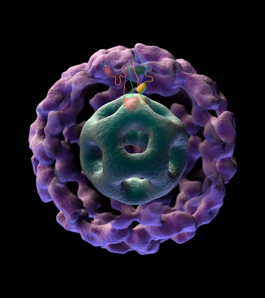 File:3D pyruvate dehydrogenase complex.jpg