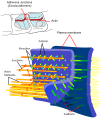 Adherens Junctions structural proteins