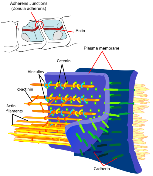File:Adherens Junctions structural proteins.svg