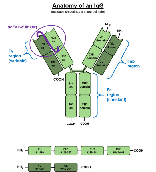 File:Anatomy of an IgG.png