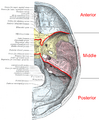 Cranial fossae