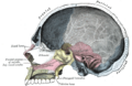 Vomer bone, posterior view