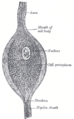 Thumbnail for version as of 17:28, 18 May 2026