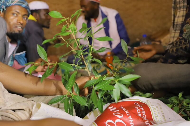 File:Harar Chat qat.jpg