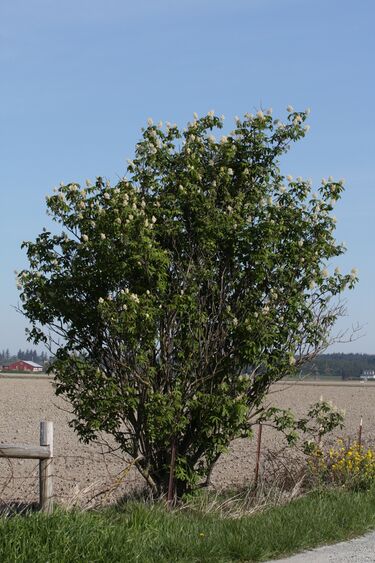 File:Sambucus racemosa 6261.JPG