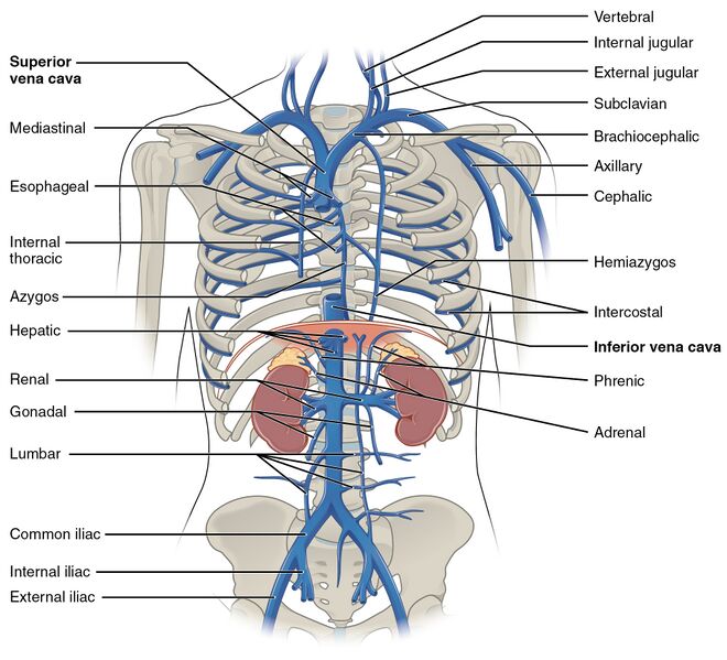 File:2132 Thoracic Abdominal Veins.jpg