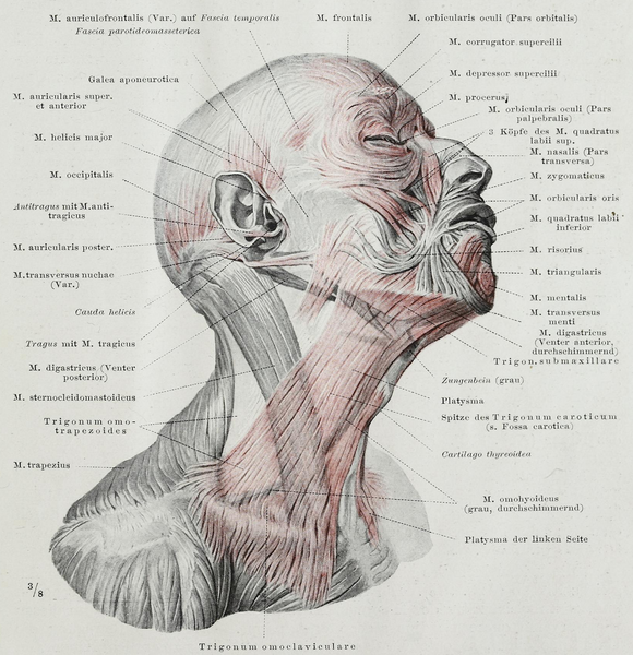 File:Braus 1921 375.png