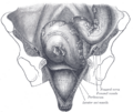 Muscles of the pelvic diaphragm