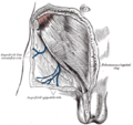 Gray's Anatomy illustration of the Crura of the superficial inguinal ring