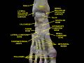Tarsometatarsal joints