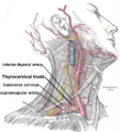 Thyrocervical trunk