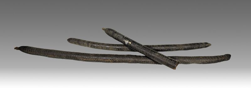 File:(MHNT) Cassia fistula MHNT.bot.2007.26.54.jpg
