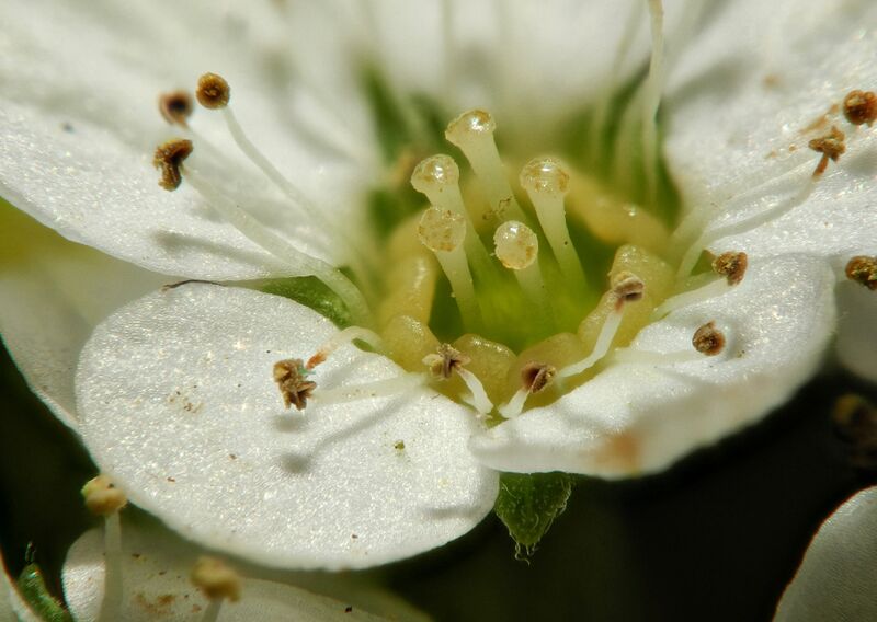 File:2013-04-29 16-35-13-fleur-58f.jpg