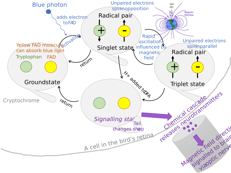 File:Quantum Magnetoreception in Birds.svg