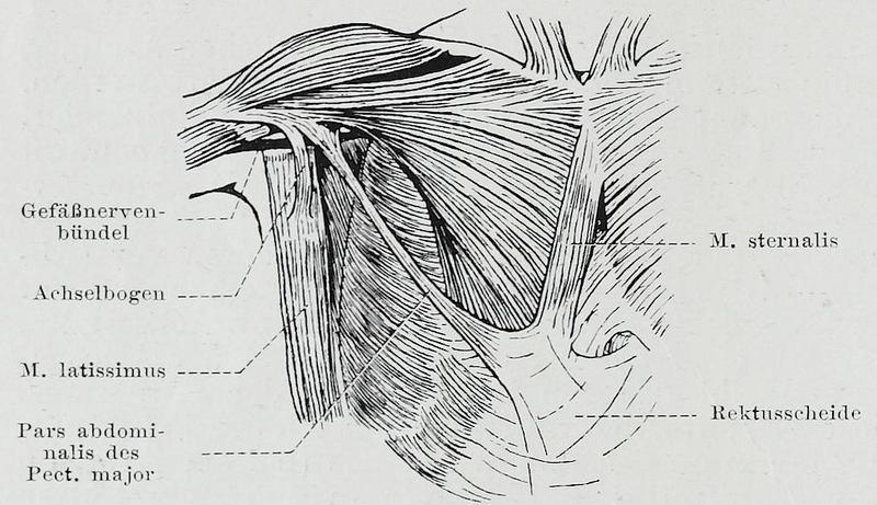 File:Braus 1921 137.png