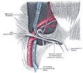 Inguinal canal