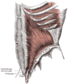 Fascia