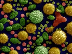 Misc. pollen