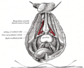 Bulbourethral gland labeled at center left.