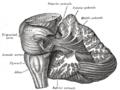 Vestibulocochlear nerve and surrounding structures